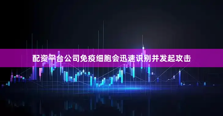 配资平台公司免疫细胞会迅速识别并发起攻击